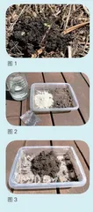 种子炸弹