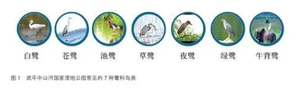 走进千鹭湖 趣探生态鸟