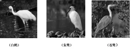 赏形韵之美 悟表达之道1