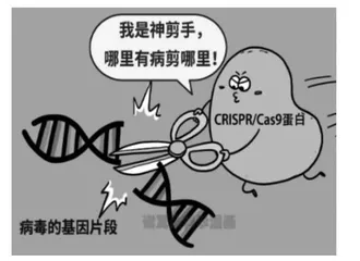 “神剪手”CRISPR-Cas9的原理与应用