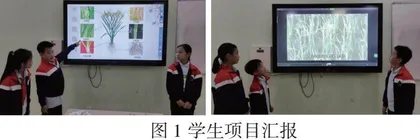 项目化学习之我知“稻”