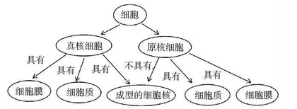 浅谈人教版高中生物《分子与细胞》中的概念图及使用方法