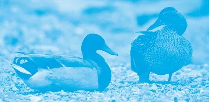 How Invasive Species Impact Native Ecosystems入侵物种对本地生态系统的影响