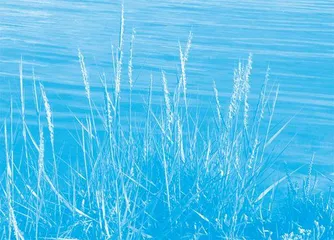 China Battles Alien Marsh Grass 中国发起外来滩涂草治理战