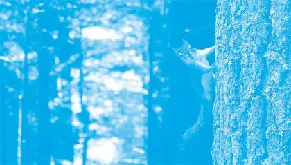 In the Wrong Place at the Right Time: Invasive Species入侵物种：对的时间，错的地点