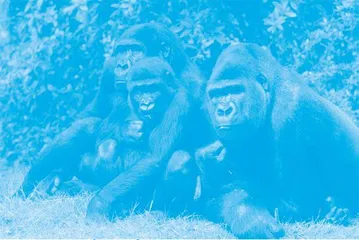 Gorilla Study Reveals New Connection
