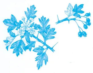 Michael and Mary迈克尔和玛丽