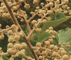 《山海经》中有寇脱4