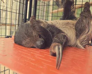 树懒为何非要爬到树下拉便便1