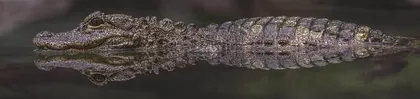 有龙名曰猪婆——龙的原型是扬子鳄?1