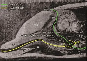 我们常吃的这种小鱼,竟成了江豚“刺客”?2