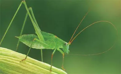 化石“再现”2亿年前蝈蝈儿的叫声
