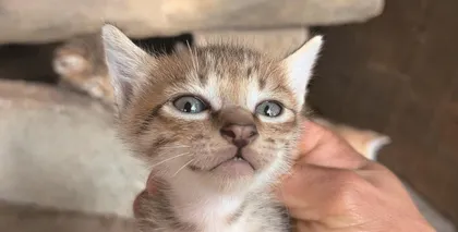 宠物猫或许真能听懂你说的话