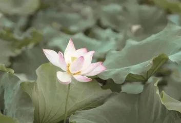 苏东坡笔下的雨是啥雨2