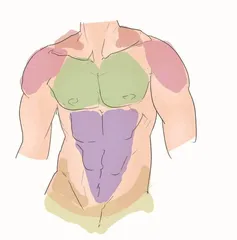 有腹肌就等于运动能力强吗