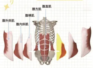 有腹肌就等于运动能力强吗1