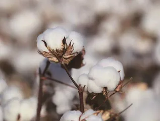 500年来,撬动世界史的神奇之“花”7