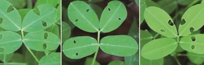 植物爱“睡觉”让昆虫更贪吃