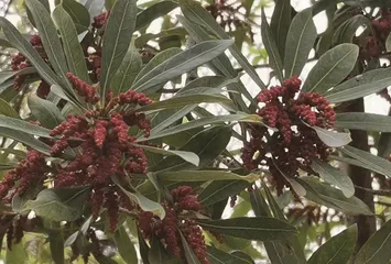 杨梅好吃花难见