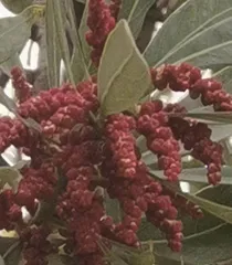 杨梅好吃花难见1