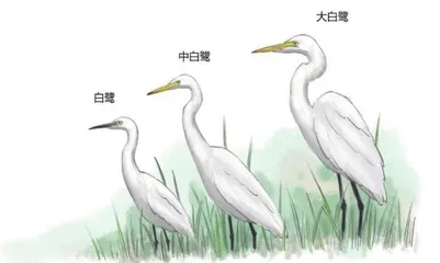 白鹭:飞舞千年的精灵1