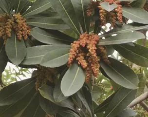 杨梅好吃花难见2