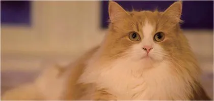 猫的瞳孔是如何变大、变小的