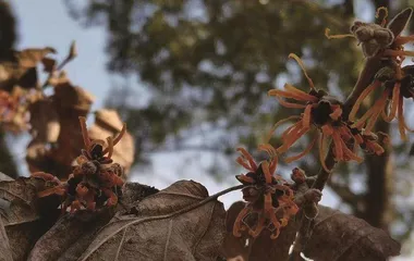 丝丝缕缕金缕梅1