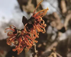 丝丝缕缕金缕梅2