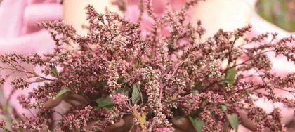中国书画里的中医药3