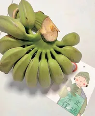 你“蕉绿”了吗