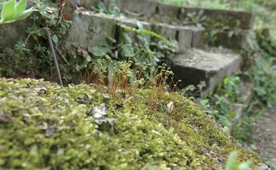 从苔花到孢蒴的历史变迁