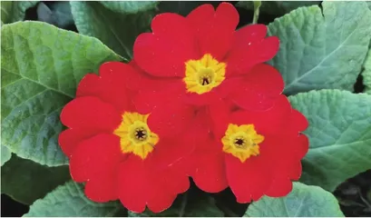 报春花开春天来