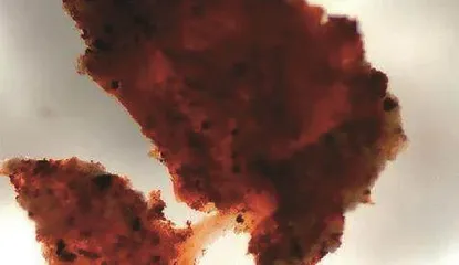 恐龙骨头里的“软证据”3