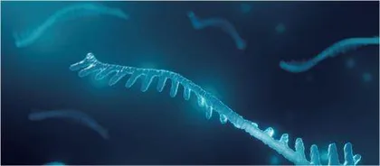 发现微RNA，为何能获诺贝尔生理学或医学奖