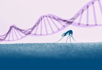 “超级蚊子”的启示3