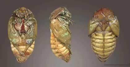 中生代往事:昆虫帝国的“二次革命”(上)1