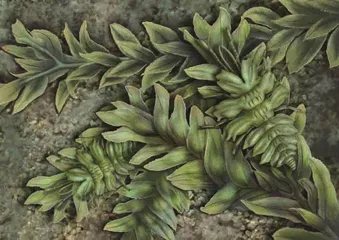 中生代往事:昆虫帝国的“二次革命”(上)2