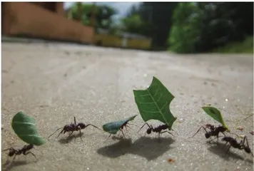 不工作的蚂蚁在干啥2