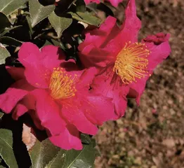 碧叶凌寒山茶花