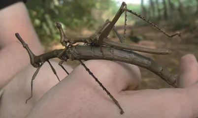 中生代往事:昆虫帝国的“二次革命”(上)5
