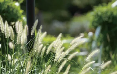植物防御的“烽火台”0