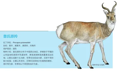 陆心之海——青海湖1