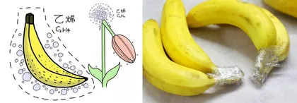 催熟的果蔬到底好不好？揭秘乙烯的科学魔法1