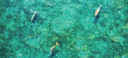 嘘!别让海洋噪声害了它们1