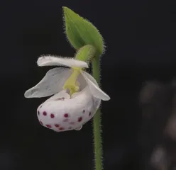 为传宗接代,植物对动物使尽洪荒之力2