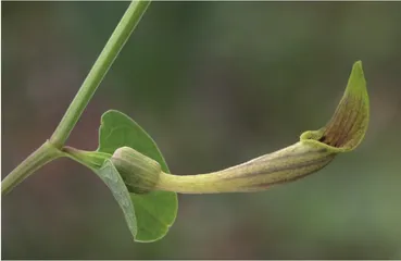为传宗接代,植物对动物使尽洪荒之力3