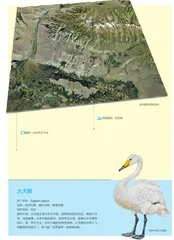 东归故里——巴音布鲁克天鹅湖
