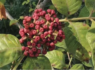 王维茱萸传至今