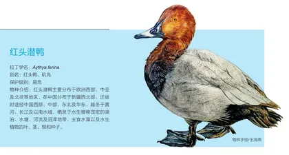 六朝波澜——玄武湖